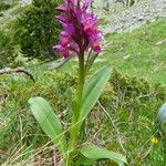 Dactylorhiza sambucina Vivejo