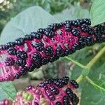 Phytolacca acinosaHedelmä