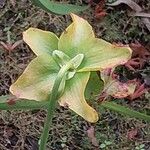 Sarracenia flava Blomst