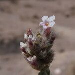 Acantholippia deserticola Λουλούδι