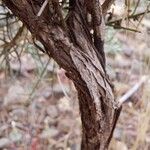 Genista fasselata Bark