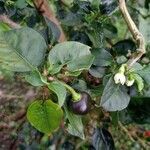 Capsicum annuumFruit