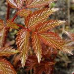 Astilbe japonica Hostoa