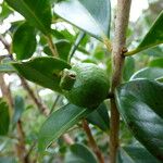 Psidium cattleianum Plod