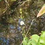 Sagittaria lancifolia Fiore
