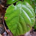 Rubus × trux Leaf