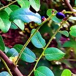 Phyllanthus reticulatus Leaf