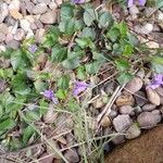 Viola reichenbachianaFlower