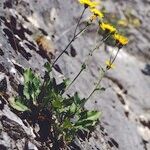 Hieracium ardissonei Hábito