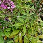 Cleome houtteana Leaf