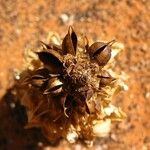 Cistanche tubulosa Frucht