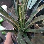 Agave toumeyana Hostoa