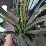 Agave toumeyana पत्ता