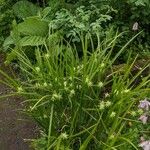 Carex grayi Habitatea