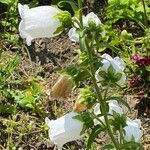 Campanula mediumKvět