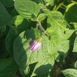 Capsicum pubescens Fiore