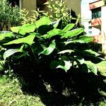 Hosta plantaginea Alkat (teljes növény)