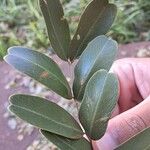 Platypodium elegans Leaf