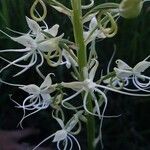 Habenaria helicoplectrum ফুল