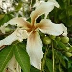 Ceiba insignis Λουλούδι