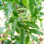 Azara lanceolata Blatt