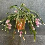 Schlumbergera bridgesii Fulla