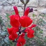 Salvia greggii 花