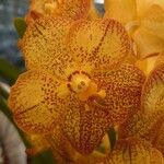 Vanda coerulescens Flor