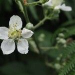 Rubus polyanthemus Kukka