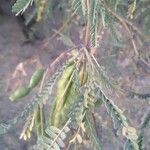 Prosopis velutina Hoja