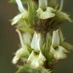 Sideritis fruticulosa Квітка