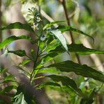 Solanum bahamense Flor