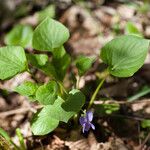 Viola mirabilis Λουλούδι
