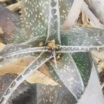 Aloe schweinfurthii Leaf