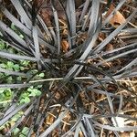 Ophiopogon planiscapus 葉