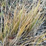 Cortaderia pungens Leaf