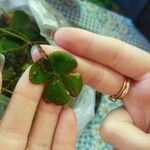 Marsilea quadrifolia Hoja