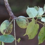 Sclerocarya birrea Плод