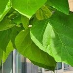Catalpa ovata ഇല