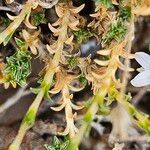 Arenaria aggregata Hoja