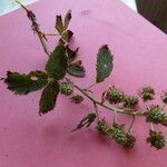 Rubus sulcatus Φύλλο