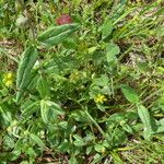 Helianthemum nummularium Blad