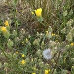 Crepis setosa Kwiat