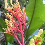 Palicourea crocea Flower