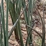 Dracaena volkensii Hostoa