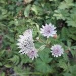 Astrantia carniolica Flor