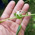 Rytidostylis carthagenensis Yaprak