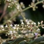 Arytera arcuata Flower