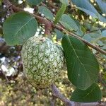 Annona senegalensis ফল