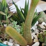 Cleistocactus winteri Leht